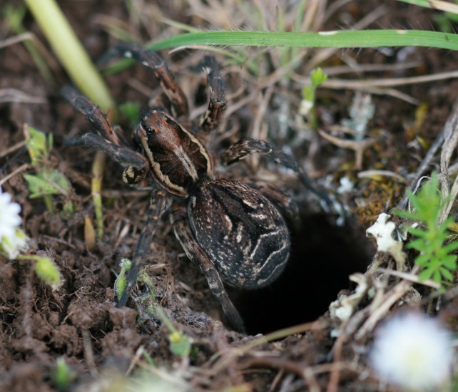 Lycosa sp.